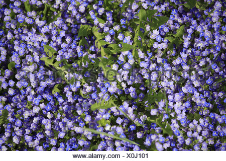 Wiese GamanderEhrenpreis Veronica Chamaedrys Prime Wiesenblumen Blumen