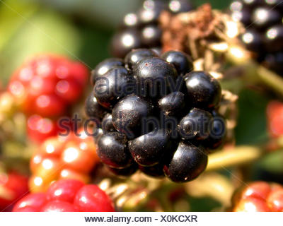 Armenische Brombeere (Rubus Armeniacus), Früchte, Deutschland ...