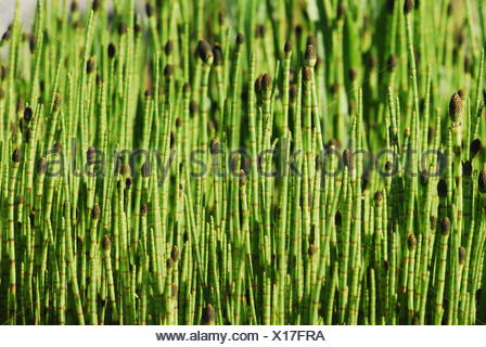 TeichSchachtelhalm; Schachtelhalm; Equisetum fluviatile Stockfoto