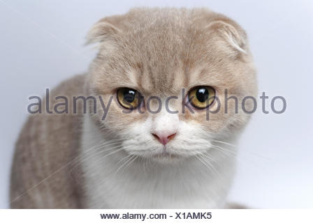 Portrait Von Scottish Fold Katze Stockfoto Bild 276216281