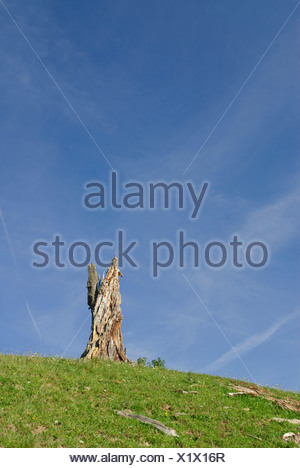 Alpen Baumstumpf Stumpf Bern Kanton Be Berner Oberland Berner Voralpen Cirrus Cirri Europa Flugzeug Streifen Himmel Jaunpass Stockfotografie Alamy