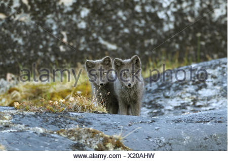 Teenienutten Stehen Auf Schwarze Schwänze Teenienutten Stehen Auf Schwarze Schwänze