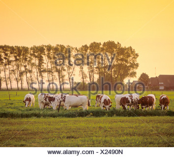 Niederlande, Holland, Europa, Overijssel, Mastenbroek, Landwirtschaft