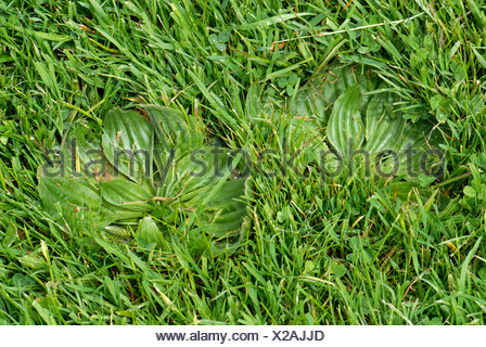 Größere Wegerich Plantago großen Unkraut im Garten Rasen Stockfoto
