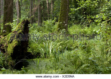 Dschungel Urwald im Sumpf der Plitvicer Seen Nationalpark von Kroatien