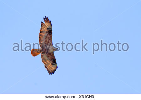 Fliegen Bussard (Buteo Buteo), Ansicht von unten Stockfoto, Bild ...