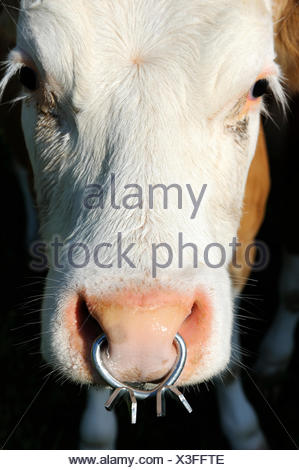 Nasenring für Rinder, Edelstahl-Nasenring mit Nasenzange für sicheres Handling von Stier und Kuh auf dem Bauernhof Nasenring für Rinder, Edelstahl-Nasenring mit Nasenzange für sicheres Handling von Stier und Kuh auf dem Bauernhof
