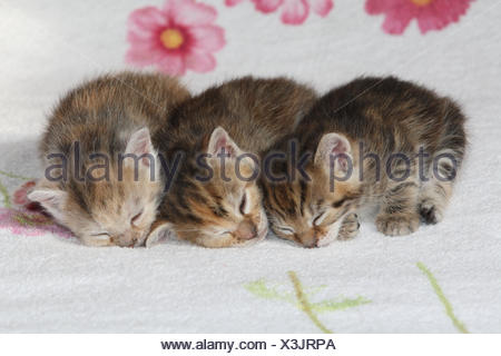 Katzen, junge, liegen, schlafen, zusammen, Bett, Tiere, Säugetiere, Haustiere, kleine Katzen, Felidae, zähmt, Haus Katze, Jungtier, Kätzchen, drei Geschwister, klein, ungeschickt, unbeholfen, hilflos, süß, Seite um Seite, kuscheln, gestreift, Liebe, Müdigkeit, Naht, Zweisamkeit, junge Tiere, Tierbabys, innen,