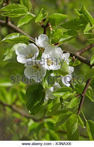 Wildbirne (Pyrus Pyraster), blühender Baum im Frühling. Deutschland