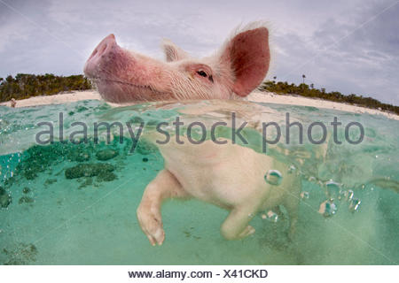 Schwimmen Schwein In Der Exuma Islands Barbados Stockfotografie Alamy