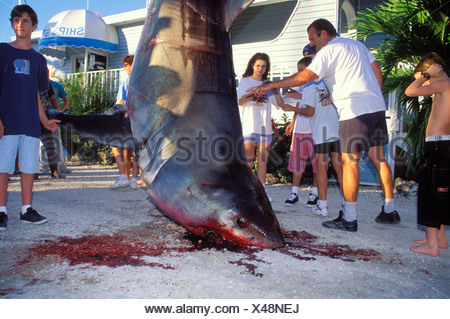 EINHEIMISCHEN LIEBÄUGELN EIN GROßER WEIßER HAI GEFANGEN AUF EINE LANGE