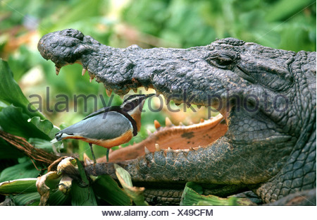 Krokodil Zahnreinigung Stockfotografie Alamy