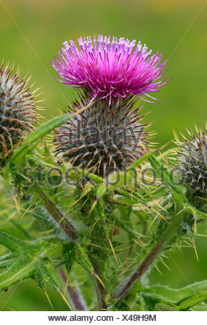 Distel, Distel Pflanze, Makto, Schottland, schottische Nationalblume