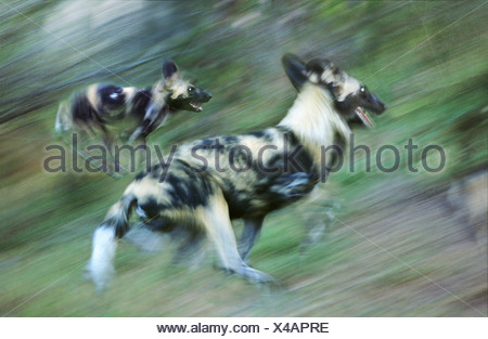 Afrikanische Wildhunde Stockfotografie Alamy