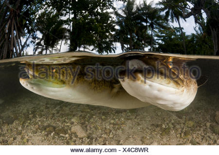 Riese Marmorzeichnung Susswasser Aal Anguilla Marmorata In Untiefen Ebene Geteilten Ansicht Lissenung Island Kavieng Neu Guinea Secon Stockfotografie Alamy