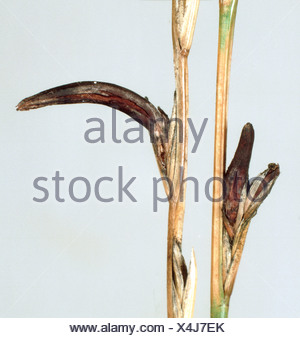 Mutterkorn, Mutterkorn-Pilz (Claviceps Purpurea, Secale ...