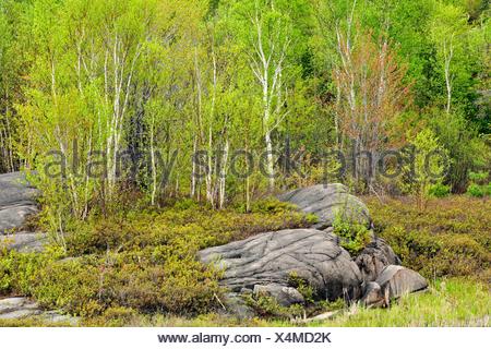 Einem Hügel weißer Birke Betula Papyrifera Wald im zeitigen Frühjahr