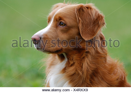 Nova Scotia Duck Tolling Retriever auf dem Boden liegend ...