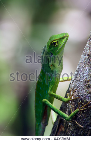 Grün Crested Eidechse (Bronchocela Cristatella), sitzt an einem Baumstamm, Malaysia, Sabah, Danum Valley