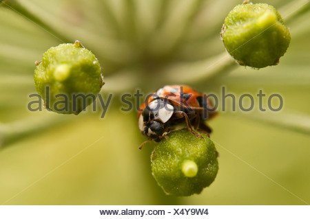 bunten asiatischen Käfer (Harmonia Axyridis), auf Efeu Blüten, Deutschland, Nordrhein-Westfalen