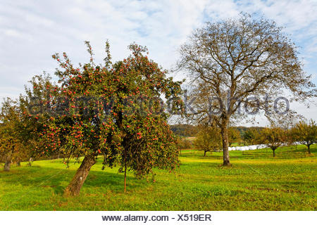 Apfelbaum, Wiese mit vereinzelten Obstbäume im Herbst auf Dinkelberg