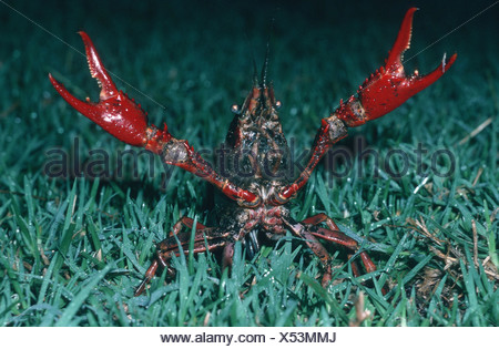 Spinycheek Krebse, amerikanischer Flusskrebs, amerikanische Flusskrebse
