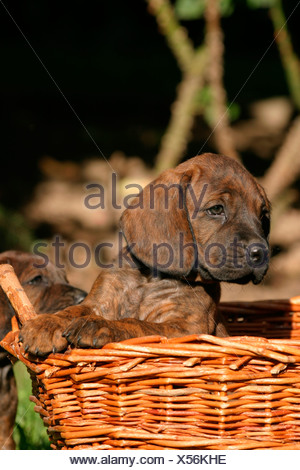 Hannoverscher Schweißhund Welpe / Welpen Stockfotografie ...