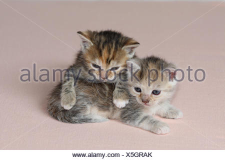 Katzen, junge, liegen, gemeinsam, müde, Bett, Säugetiere, Haustiere, Tiere, kleine Katzen, Felidae, zähmt, Haus Katze, Jungtier, Kätzchen, zwei Geschwister, klein, ungeschickt, unbeholfen, hilflos, süß, kriechen, es kuscheln, gestreift, Liebe, Naht, Zweisamkeit, jungen Tieren, tierischen Baby innen,