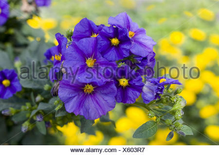Blüte blau Solanum Strauch (Solanum Lycianthes