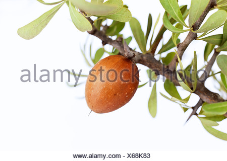 Argan Nuss Auf Eine Arganbaum Argania Spinosa In Der Nahe Von Essaouira Marokko Afrika Stockfotografie Alamy