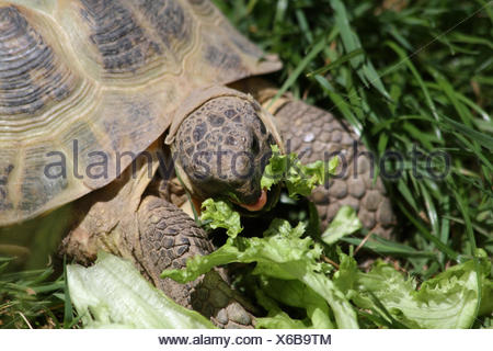 Schildkröte frisst Salat Stockfoto, Bild 79769710 Alamy