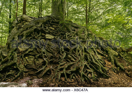 Rotbuche (Fagus Sylvatica), Wurzel mit Buche Keimen, Deutschland