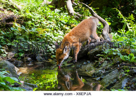 Rotfuchs (Vulpes Vulpes), juvenile Fox trinken aus einem Wald Teich