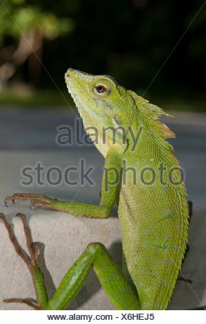 Grüne Crested Lizard (Bronchocela cristatella) auf der Seite des Pool, Klungkung, Bali, Indonesien.