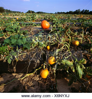 Kürbis in einem Hochbeet in einem Gewächshaus wachsen Stockfotografie