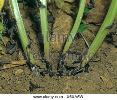 Moderhinke, Fusarium Culmorum, Läsionen und Myzel auf Feld Vicia Bohne