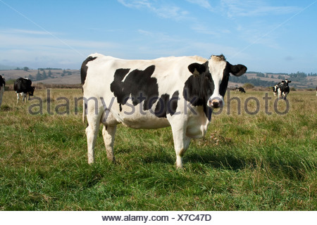 Landwirtschaft, Landwirtschaft, Milch, Kuh, Bauernhof, Rind, Kalb ...