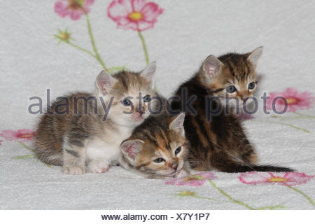 Katzen, junge, Lüge, Zusammenkuscheln, Bett, Tiere, Säugetiere, Haustiere, kleine Katzen, Felidae, zähmt, Hauskatze, Jungtier, Kätzchen, drei, Verhalten, kuscheln, dösen zusammen, Liebe Geschwister, kleine, liebevoll, ungeschickt, unbeholfen, süß, gestreift, Naht, müde, Zusammenhalt, Zuneigung, Zweisamkeit, junge Tiere, Tierbabys, innen,