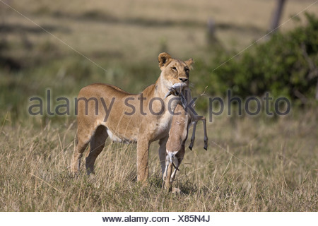 Löwe, weiblich mit Gazelle in den Mund Stockfoto, Bild 123070304 Alamy