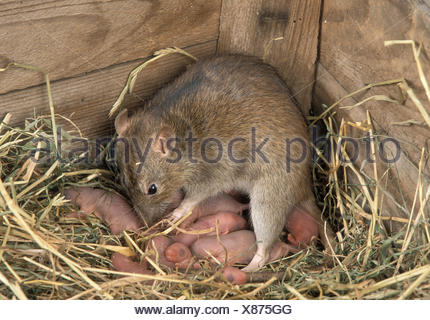 BrownRatten (Rattus Norvegicus), baby Tiere ernähren sich von