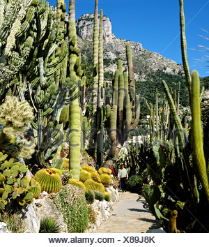 Kakteen Garten, Monaco, Montecarlo, Europa Stockfotografie Alamy