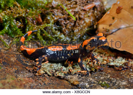 Europäische Feuersalamander (Salamandra Salamandra, Salamandra ...
