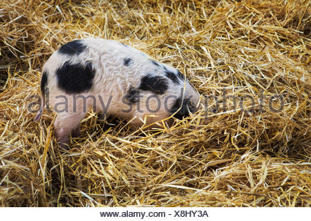 Dreckiger Dreier mit schwangerer German Mutter Sau Dreckiger Dreier mit schwangerer German Mutter Sau