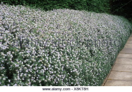 Rosmarinus Officinalis, gewachsen wie eine Hecke Rosmarin Rosmarys