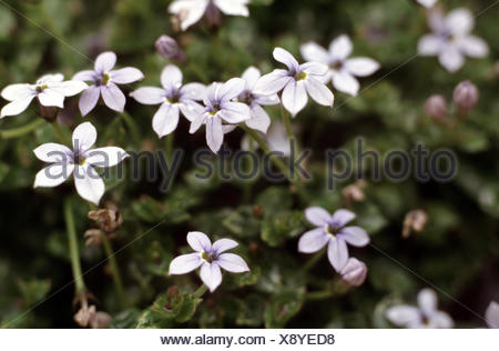 Laurentia Blue Star Creeper Pratia Pedunculata Laurentia Fluviatilis Isotoma Fluviatilis Bluhen Stockfotografie Alamy