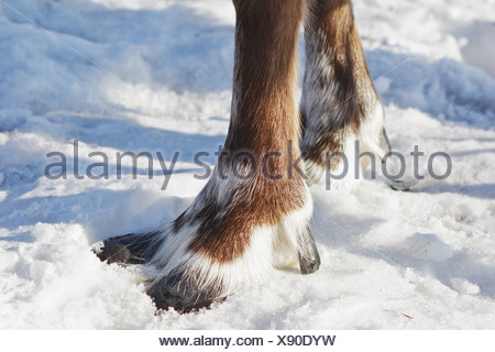 Hufe von einem Rentier Stockfotografie - Alamy