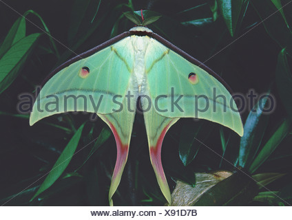 Indische Mondmotte (Actias Selene), tropischer Regenwald, Indien