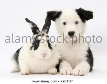 border collie mit heterochromie stockfoto bild 310567282 alamy cool black and white borders