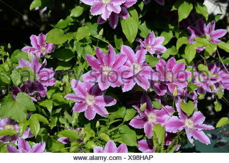 Clematis, Waldrebe, Blume, Rosa, rosa, Blumen, Strauch, Busch, Blüte