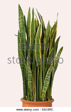 Mutter im Gesetz der Zunge oder Schlange Pflanze, Sanseviera